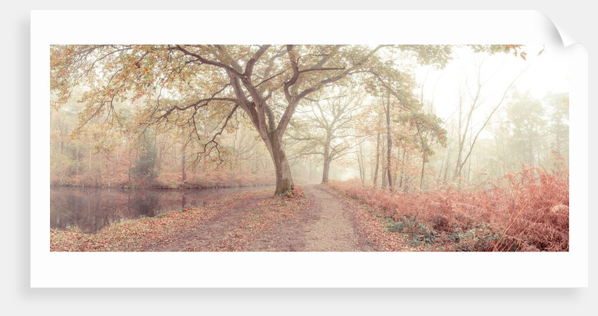 Misty forest by Assaf Frank